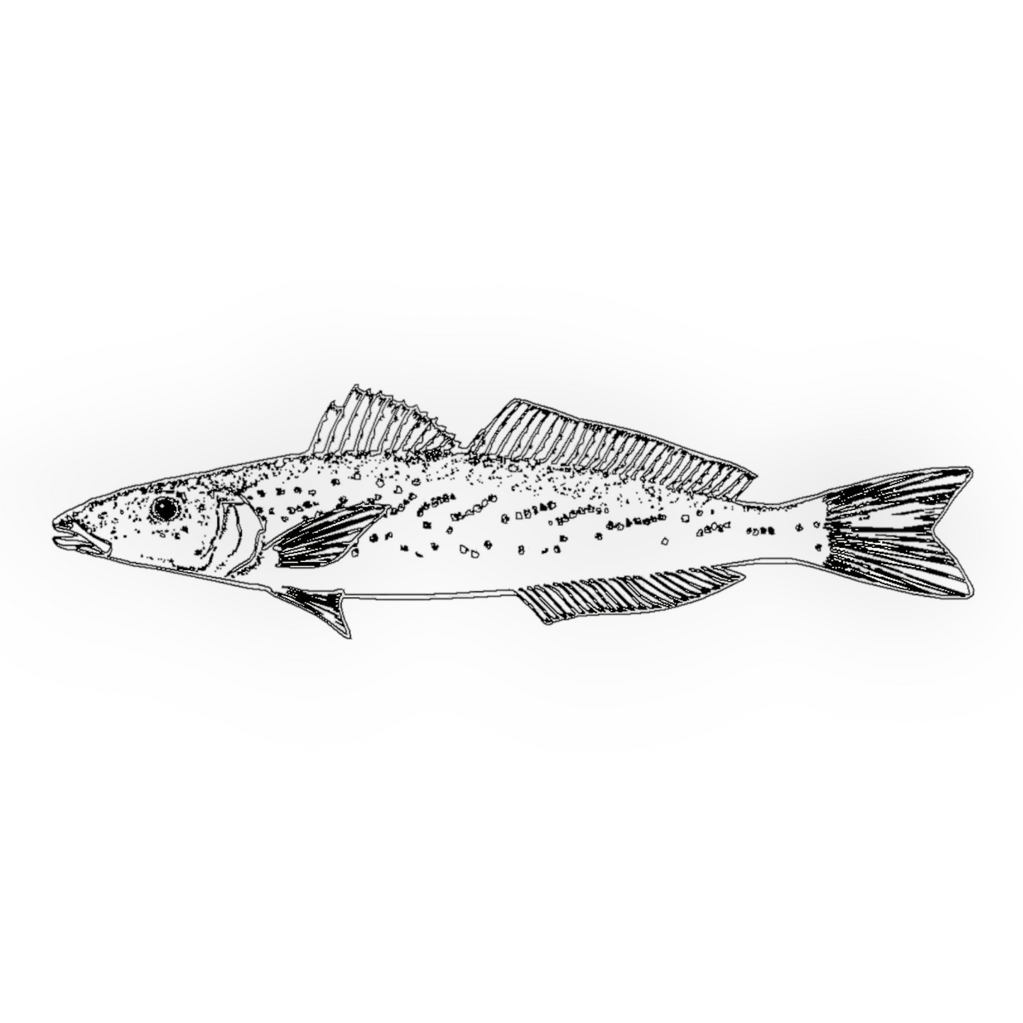 Whiting right