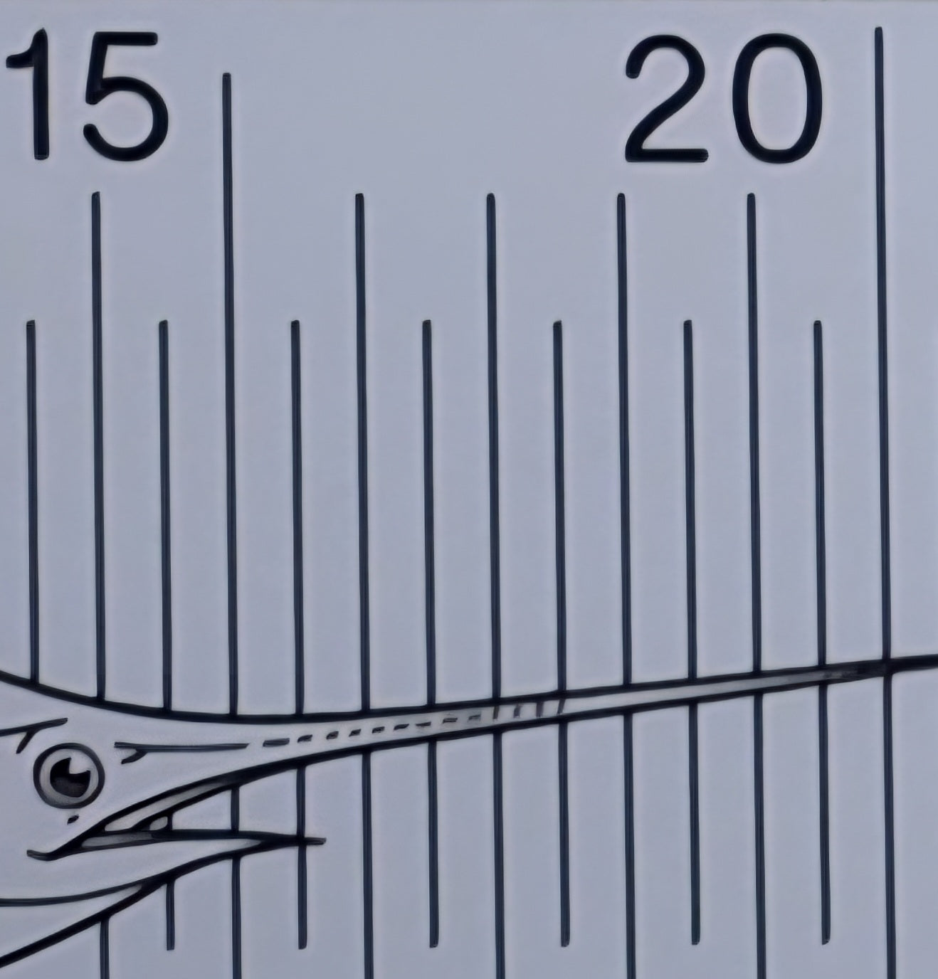 5mm Increments (100cm)
