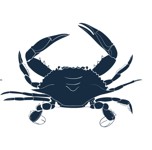 Swimmer Crab