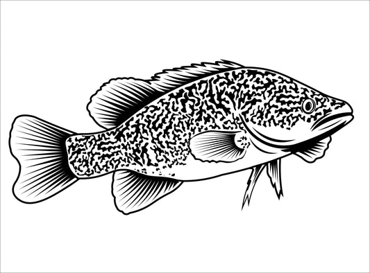 Murray Cod Left